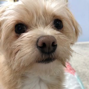 Meet your Posher, Susan